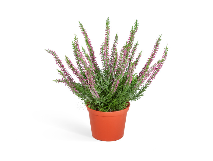 Эрика (вереск) куст тёмно-сиреневый фото