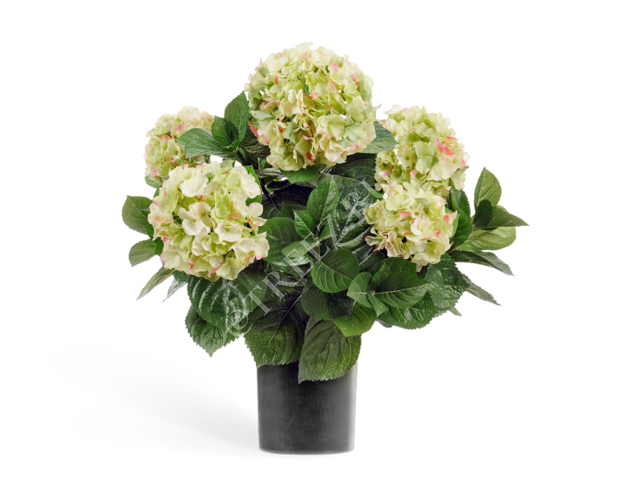 Гортензия куст большой кремово-зелёный в горшке фото