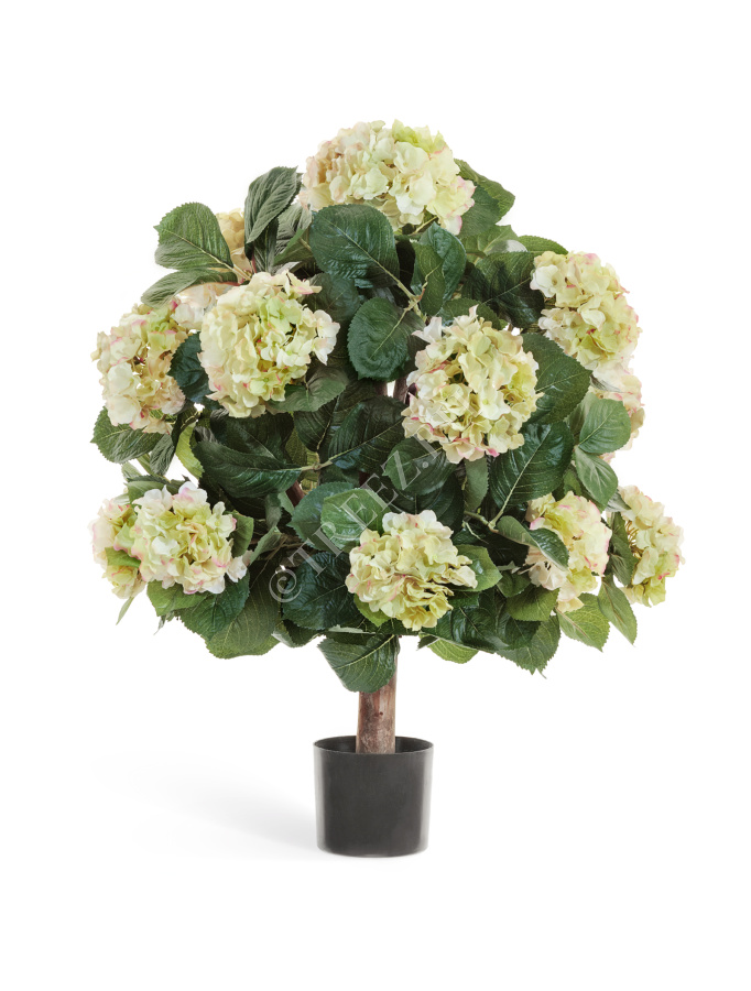 Гортензия куст Макси кремово-зелёный в горшке фото