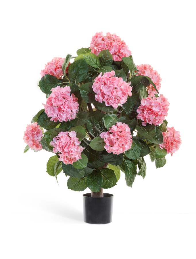 Гортензия куст Макси розовый в горшке фото