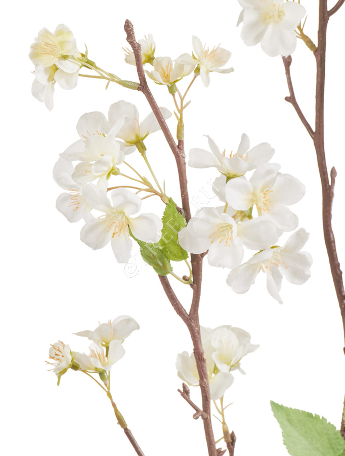 Ветка Сакуры белая Дворец императора большая фото