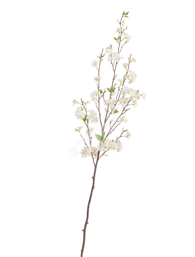 Ветка Сакуры белая Дворец императора большая фото