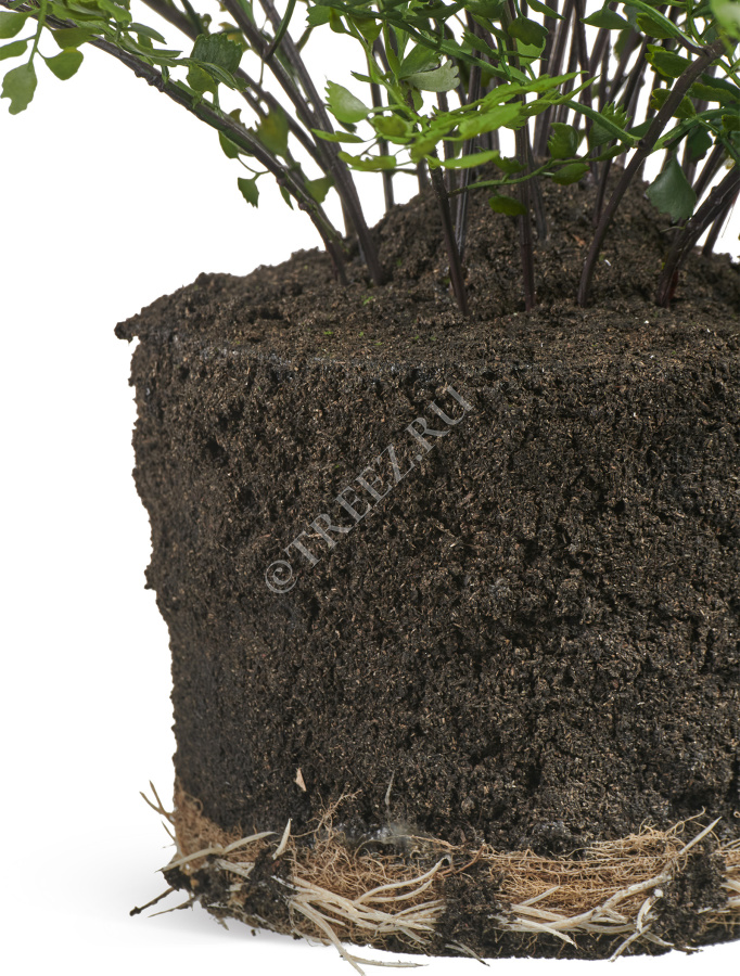 Папоротник Адиантум куст в земле с корнями фото