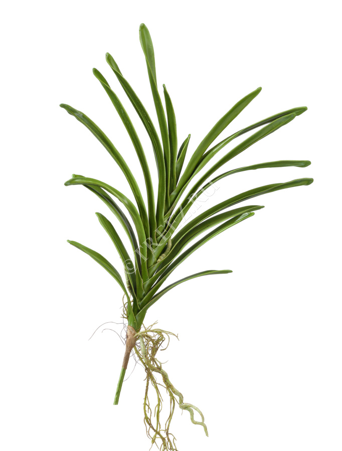 Листья орхидеи Ванды с корнями большие фото