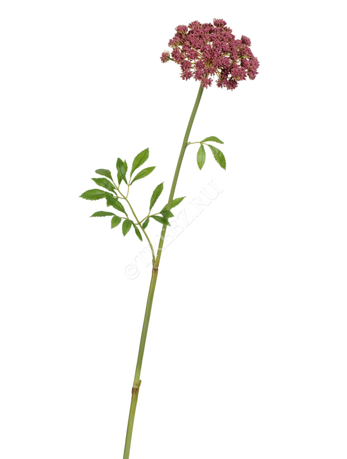 Анна Королевская светло-бордовая фото