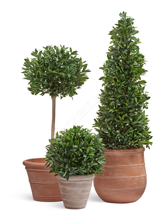 Кашпо TREEZ ERGO - Italica - Высокая чаша - Терракот  фото