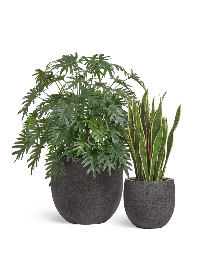 Сет № 21 - Композиция с Филодендроном и Сансевиерией в кашпо Treez Effectory Stone Чаша фото