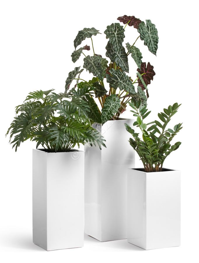 Сет № 23 - Алоказия, Филодендрон и Замиокулькас в кашпо Treez Effectory Gloss Высокий куб фото