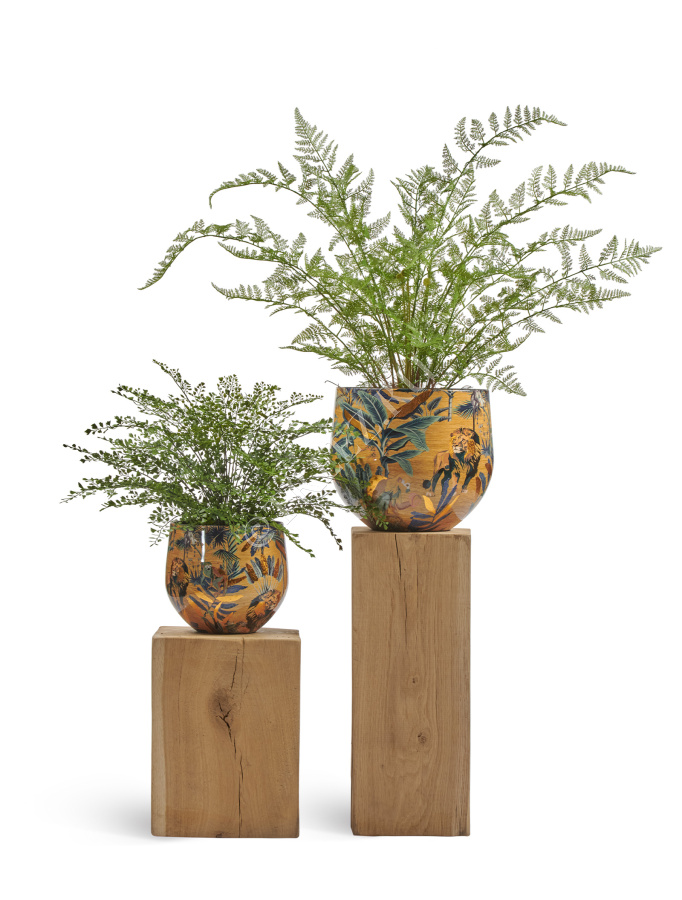 Сет № 53 - Композиция с папоротниками в кашпо Treez Effectory Savage Garden фото