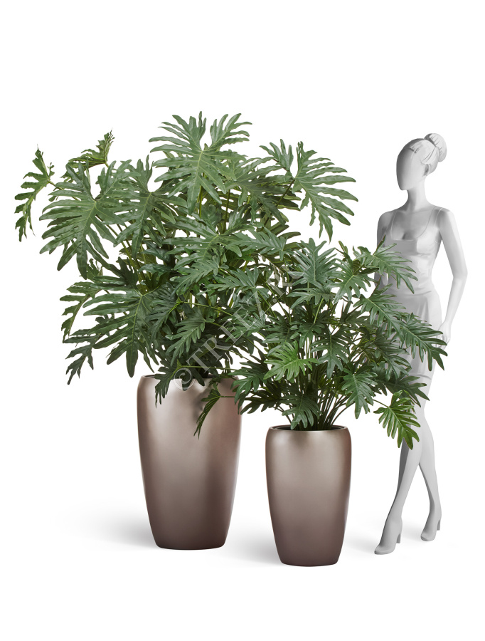 Сет № 105 - Композиция с филодендронами в матовых кашпо Treez Effectory Metal фото