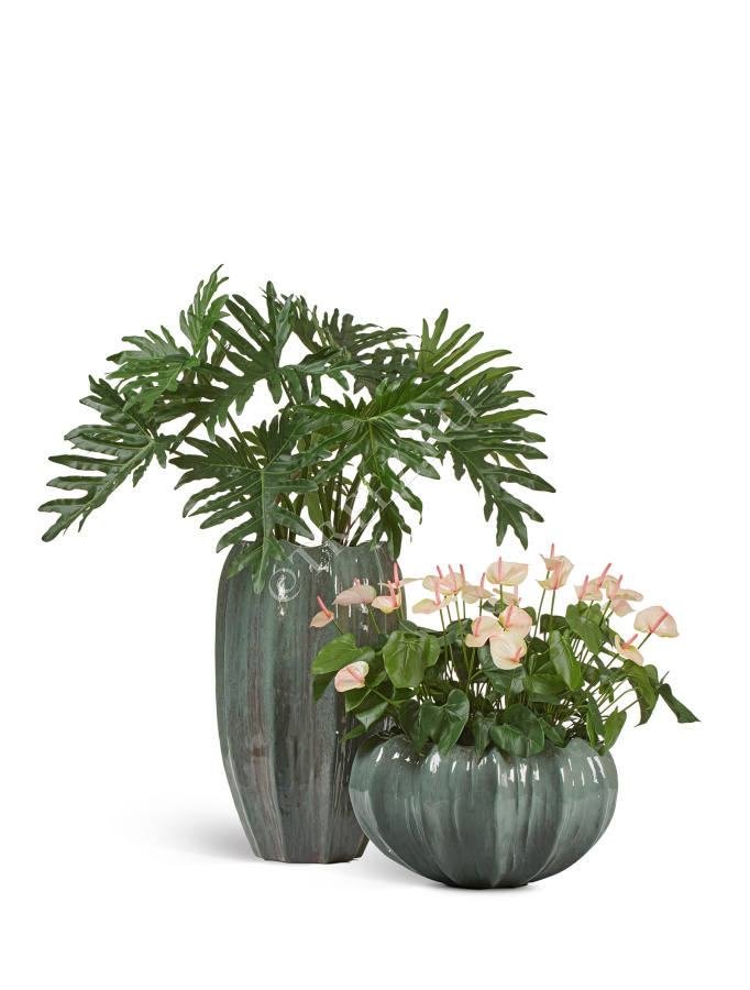 Сет № 122 - Композиция с антуриумом и филодендроном в кашпо Treez Effectory Aura фото