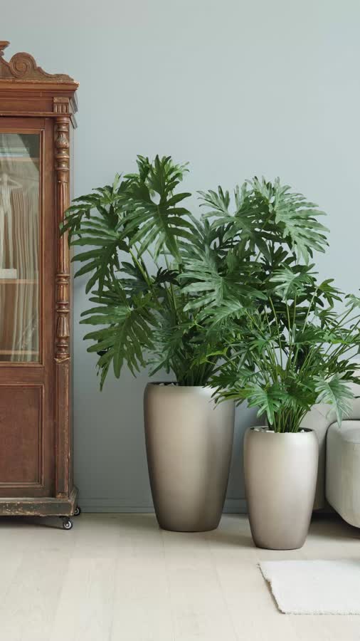 Сет № 105 - Композиция с филодендронами в матовых кашпо Treez Effectory Metal фото